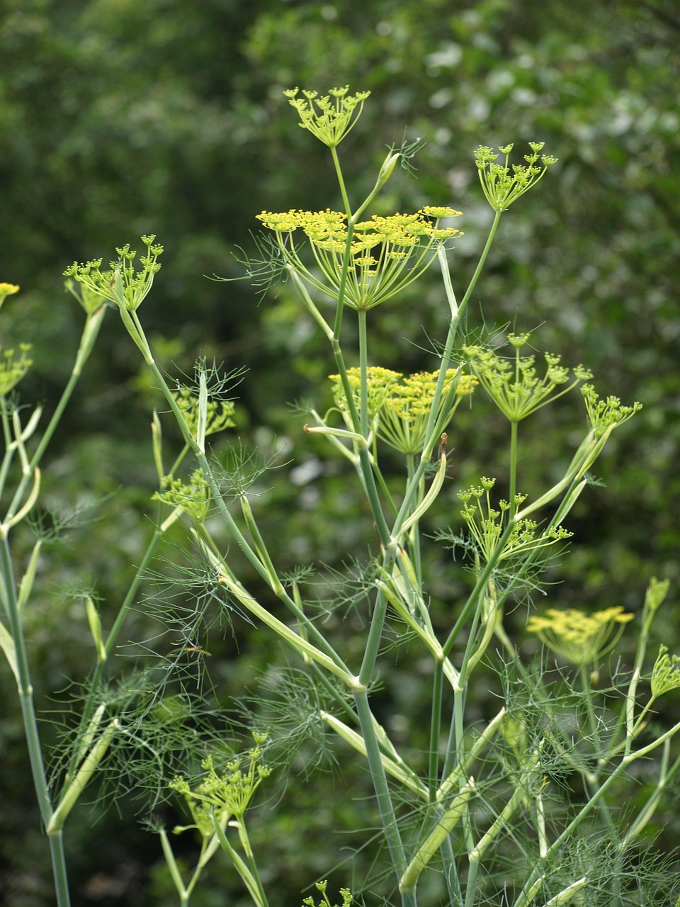 fennel, fennel flower, seasoning, medicinal herbs, nature, garden, summer, garden plant, medicinal herb