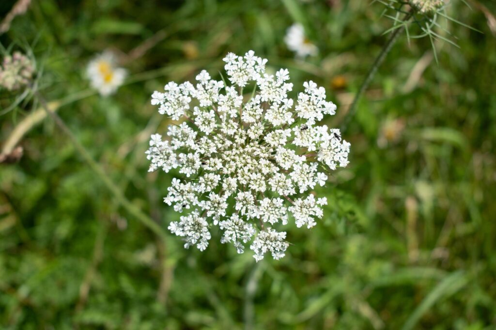 ajwain, flowers, small flowers, white flowers, petals, white petals, bloom, blossom, flora, nature, ajwain, ajwain, ajwain, ajwain, ajwain