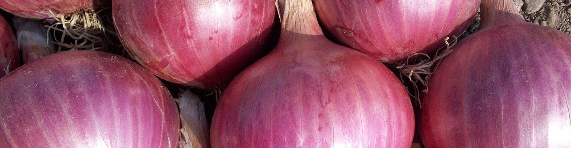 onion, vegetables, power, nature, red onion, onion, onion, onion, onion, onion, red onion