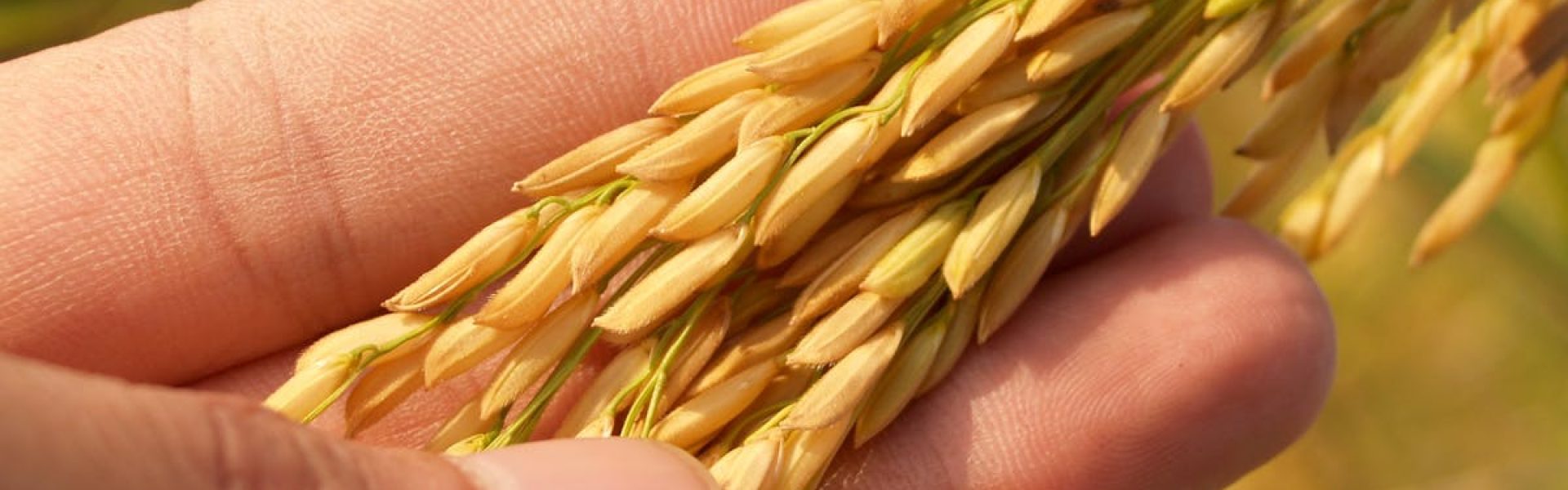 Detailed image of a hand gently cradling ripe rice grains, symbolizing harvest and agriculture.